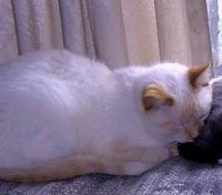 I've never gotten a decent digital picture of Taffy.  These will have to do.