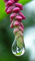 raindrop close up.jpg