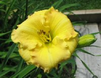 You can see that I like the &quot;bagel&quot; type flower.