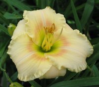 Opened every flower perfectly by dawn this year.
