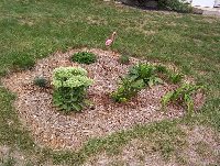 This sure didn't turn out like I planned....  Any ideas or suggestions on what do do?  Or just leave it alone and hope for the best next year?
<br />
<br />Iris, lavendar, lillies, hostas, smoke lavendar, other stuff.  on south side of house.  Open for suggestions.
