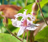 Tricyrtis Kellie 082105.jpg