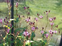Tricyrtis Dark Beauty 082805.jpg