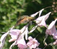 Dierama 063105.jpg