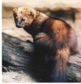 These guys are some mean.It could kill my Drahthaars or at least badly wound them because of the speed of these animals.Our Government introduced them to my home area about 4 years ago to cut down on the beaver &amp; porcupine but it backfired on them.They ha