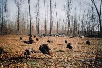 Hunting &amp; Fishing clubs in my area including my club paid to have them re-introduced &amp; they have grown in numbers every year since.