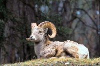 bighornsheep,Banff National Park,1998.jpg