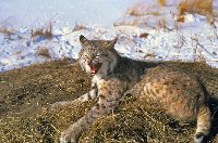 bob Cat,smaller than Canada Lynx, Banff,1998.jpg