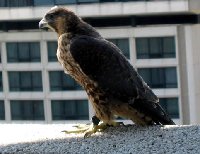 NavCanadaJune23rd200,Peregrine Falcon.jpg