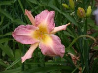 Sweetness and Light. An unusual form.