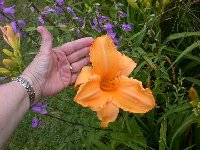 Ruffled Apricot size comparison-a.JPG