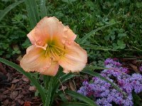 A very unwieldy name for a gorgeous bloom. It just shines in the sunlight.
