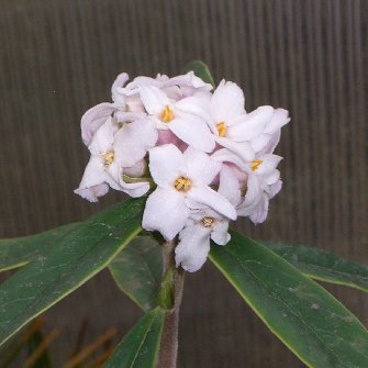 Daphne bholua 011306.jpg