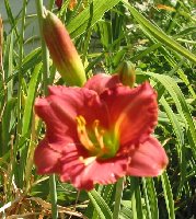 This is a very tiny hem.  The bloom is about the size of a 50 cent piece.
