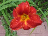 This is a lovely smaller blooming variety ... it produces clusters of flowers and singles.