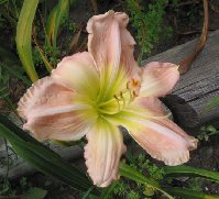 This is another newer variety in my garden.  Just love this ... and I'm not usually fond of pinks
