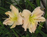 Helen Shooter 7 12 05.jpg