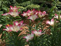 L. 'Lollipop'
