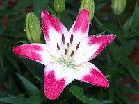 L. 'Lollipop'
