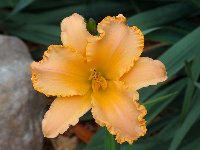 'Apricot Petticoats'