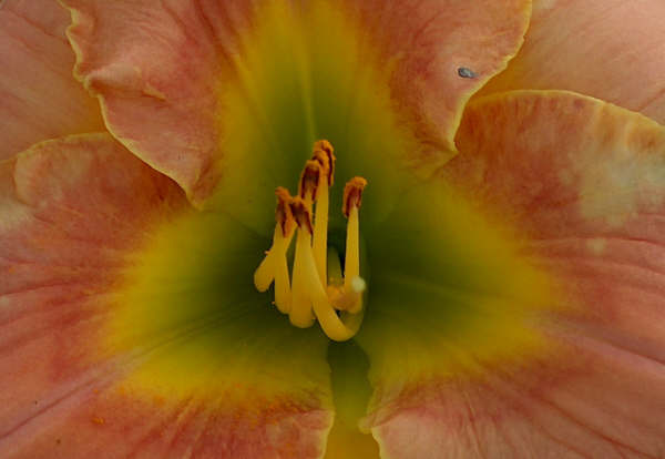 'Elegant Candy' Close-up