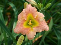 'Elegant Candy'
