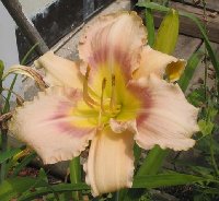 I know this was named for a member of the hybridizer's family ... however, my husband is related to the 1940s-50s popular singer MaryAnn Mercer and I had to have this one.