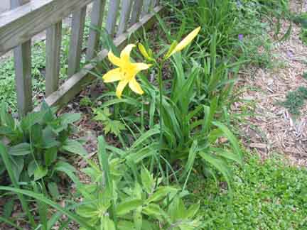 Hem. Species Thunbergii May 2004 runners.JPG
