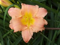 'Jolyene Nichole'
