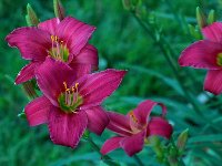 'Little Grapette'