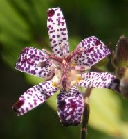 Tricyrtis formosana Empress 082705.jpg