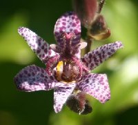 Tricyrtis Dark Beauty 082705.jpg