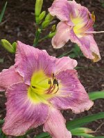 Borgia Queen3 (Small).JPG