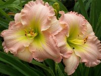 Gossomer Parasol (Small).JPG