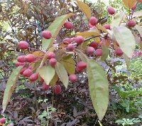 crabappleindian.JPG