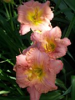 Shishedo (Small).JPG