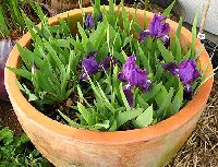 unkwn-supertiny1-06.jpg