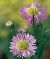 flower.jpg