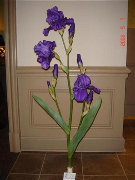Blueberry Bliss (Medium).jpg