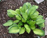 This is my namesake hosta - Janet