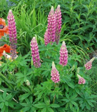 LUPINS.jpg