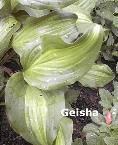 Geisha  Healthy.jpg