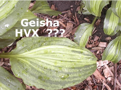 Geisha HVX.jpg