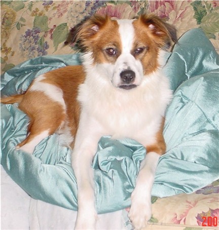 Here is PandaBear, my Beagle/? mix.  She is 1 &amp; 1/2 yrs. old.