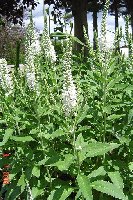 Photo 218a.JPG