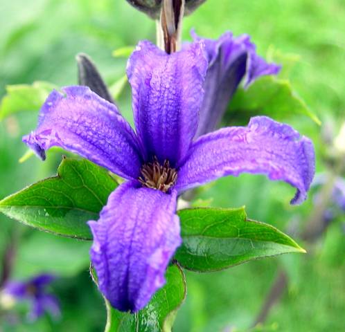 clematis shrub flowermgi.jpg