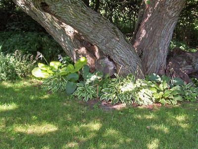 tree.JPG