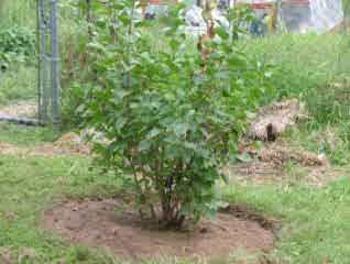 Front side of bush