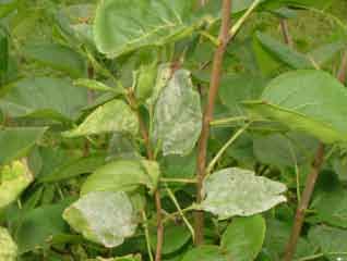 DSCF4675.jpg