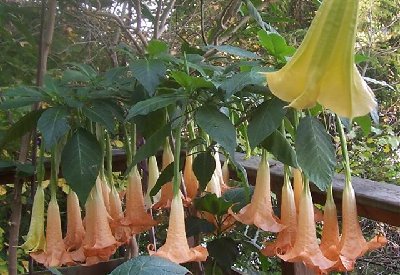 Copy of 100_0781Versi orange (Small).jpg